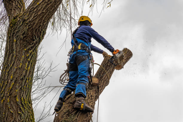 How Our Tree Care Process Works  in  Victory Gardens, NJ